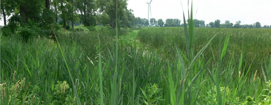 image of the rehabilitated wetland showing lush vegetation